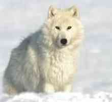 Videz in značilnosti polarnih (severnih) volkov