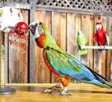 Vse, kar morate vedeti o pogovornih papagaji