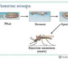 Vse o komarjih: glavna vrsta, razvoj ličink