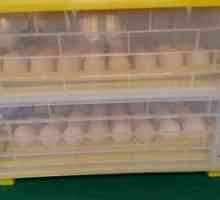 Valjenje piščančjih jajc v avtomatskem inkubatorju