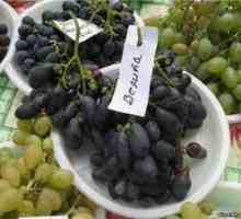 Rastemo bolgarsko sorto grozdja