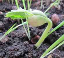 Rastlinski fižol: sajenje in oskrba na prostem