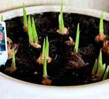 Goji gladioli: kakšna globina za rastline