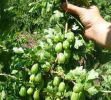 Gojenje kozjega grozdja razreda Uralski smaragdni