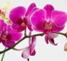 Gojenje orhidej. Kako narediti orhidej cvet in krmo