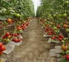 Gojenje paradižnikov v polikarbonatnem rastlinjaku
