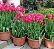 Gojenje tulipanov, sajenje in negovanje na prostem