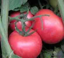 Odrasli paradižnik bobkat: značilnost sorte, opis