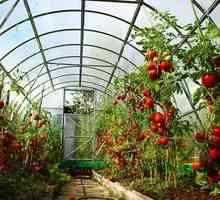 Gojenje paradižnikov v rastlinjaku iz polikarbonata