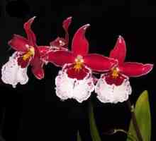 Domače kumplantne orhideje