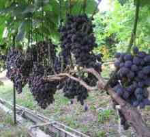 Odrasle grozdje sorte gala