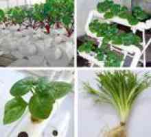 Rastoče zelenice doma na hidroponiki