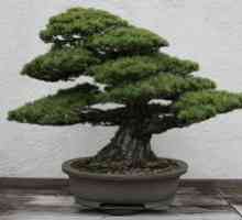 Odrasli bonsai doma