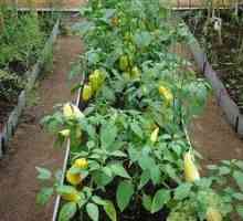 Sesanje paprike v rastlinjaku: kaj jesti
