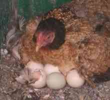 Valjenje piščančjih jajc. Kako dolgo naj sedi piščanca pred videzom piščancev