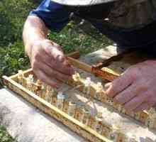 Čebelarstvo doma