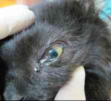 Očesne bolezni pri mačkah: vrste bolezni, simptomi in zdravljenje