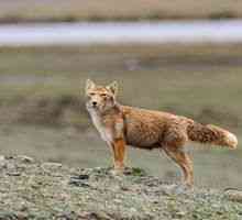Skrivnostni in neverjetni plenilec - tibetanski lisica