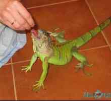 Zelena ali navadna iguana doma