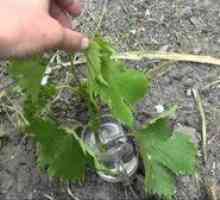 Zeleno cepljenje grozdja, kako spomladi in jeseni posaditi grmovje