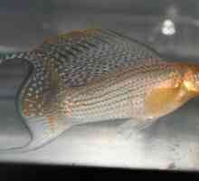Viviparous akvarijske ribe: splošne značilnosti, vrste, vsebina