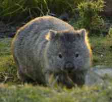 Animal wombat: opis, vrsta in obnašanje