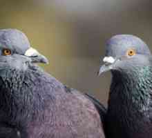 Življenje novorojenčkih golobov: skrivnost obstoja golobnega goloba