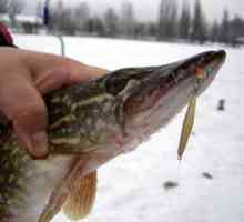 Zimski ribolov za ščuk: izbira najbolj prijetne vabe