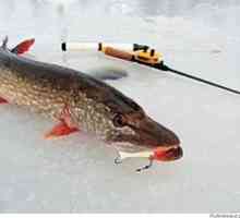 Zimski ribolov za ščuko, kako najbolje ujeti in kakšno orodje