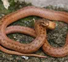 Snake Copper Običajen je strupen ali ne?