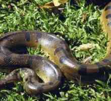 Kača python - kako izgleda, ali je strupeno ali ne
