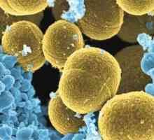 Staphylococcus aureus: vzroki in poti okužbe, zdravljenje