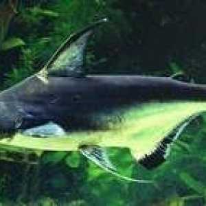 Akvarijski morski pes catfang pangasius