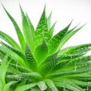 Aloe: zdravilne lastnosti in kontraindikacije