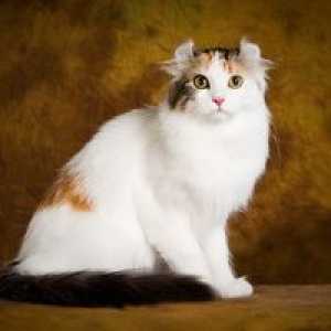 American curl, opis in opis