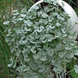 Ampel Dichondra: rastlina iz semen v odprtem prostoru