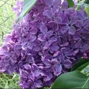 Amur lila: sajenje in oskrba