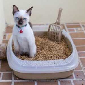 Antigadin za mačke: navodila za samopreizkus, pregledi