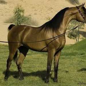 Arabski čistokrvni konji, fotografije konj
