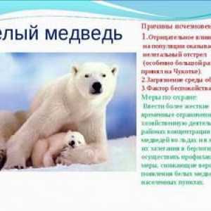 Polarni medvedi: njihov habitat in splošne značilnosti