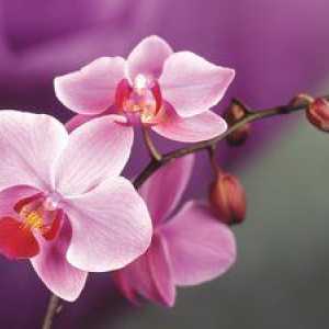 Bolezni in škodljivci orhidej. Značilnosti zdravljenja