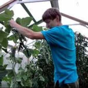 Bolezni sadik krastavcev na okenski polici in v rastlinjaku