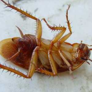 Borična kislina v boju proti ščurkama