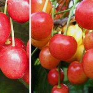 Bryansk roza češnja: opis sorte, oskrbe, preglede