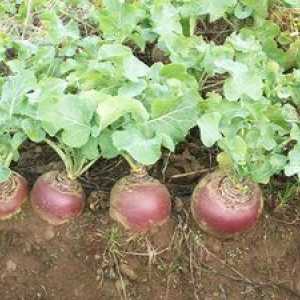 Rutabaga: rastlina semena in skrb za rastlino