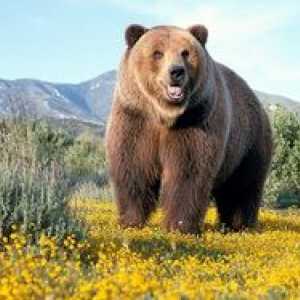 Rjavi medved: kje živi, ​​kaj ima in kaj hrani