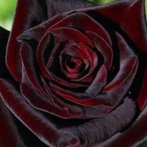 Čajno-hibridni rose črni bakarat