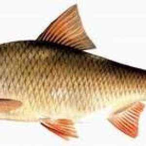 Chebak ali Sibirski roach je riba, ki je prijetna za ulov