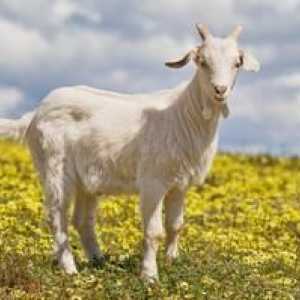 Kako hraniti kozo, da ima več mleka