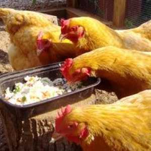 Kaj je treba prehranjevati na kokoši nesnic, da bi se izognili beriberijem?